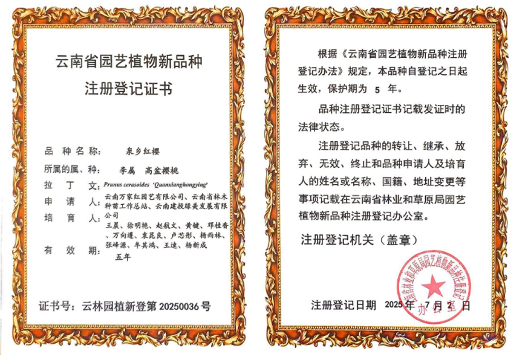 泉鄉(xiāng)紅櫻植物新品種證書(shū)