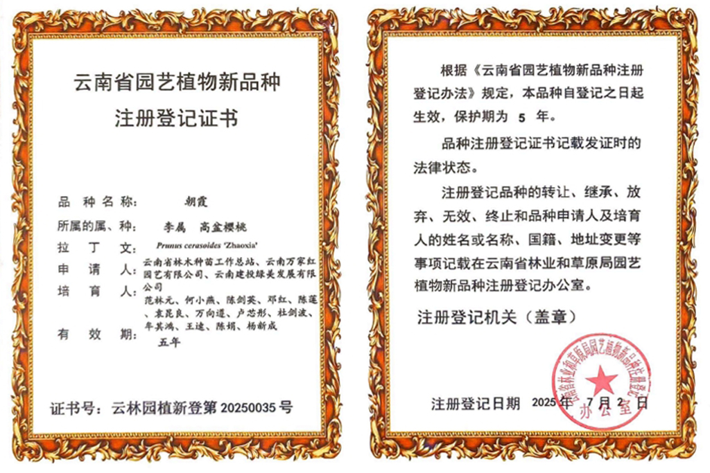 朝霞植物新品種證書(shū)